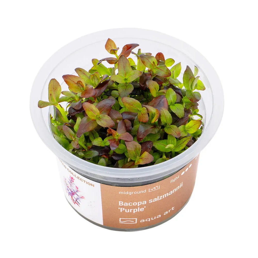 Bacopa salzmannii purlpe roślinka roślina do akwarium in vitro